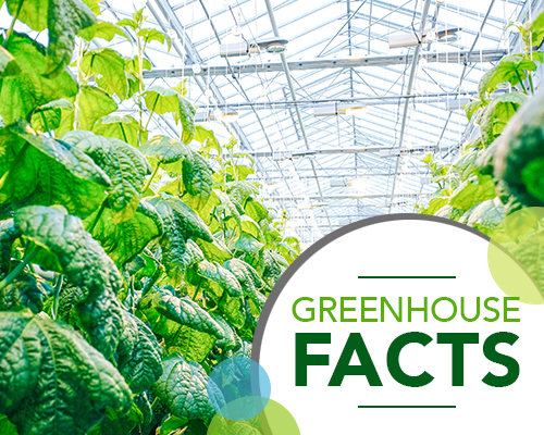 Greenhouse Facts: Get to know where produce comes...