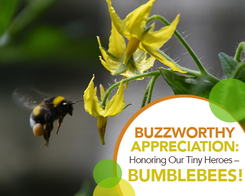 Buzzworthy Appreciation: Honoring Our Tiny Heroes – Bumblebees!